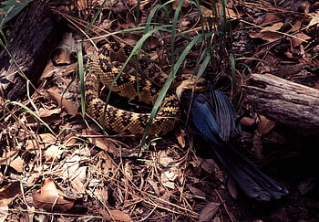 Brown and Black Python, constricting bird, dry leaves, predator-prey dynamics, wild snake, ground snake, natural habitat, wildlife photography, constrictor snake, bird prey, forest floor