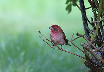 finch, bird, animals, wildlife, nature, spring, branch, backyard