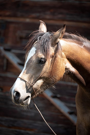 foal, horse, head, animal, nature, young Animal, pony, yearling, brown Horse, fallow, mare