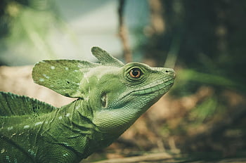 green bearded dragon, green iguana, vibrant scales, lush jungle, detailed close-up, reptile, exotic animal, nature, wildlife, green lizard, jungle setting