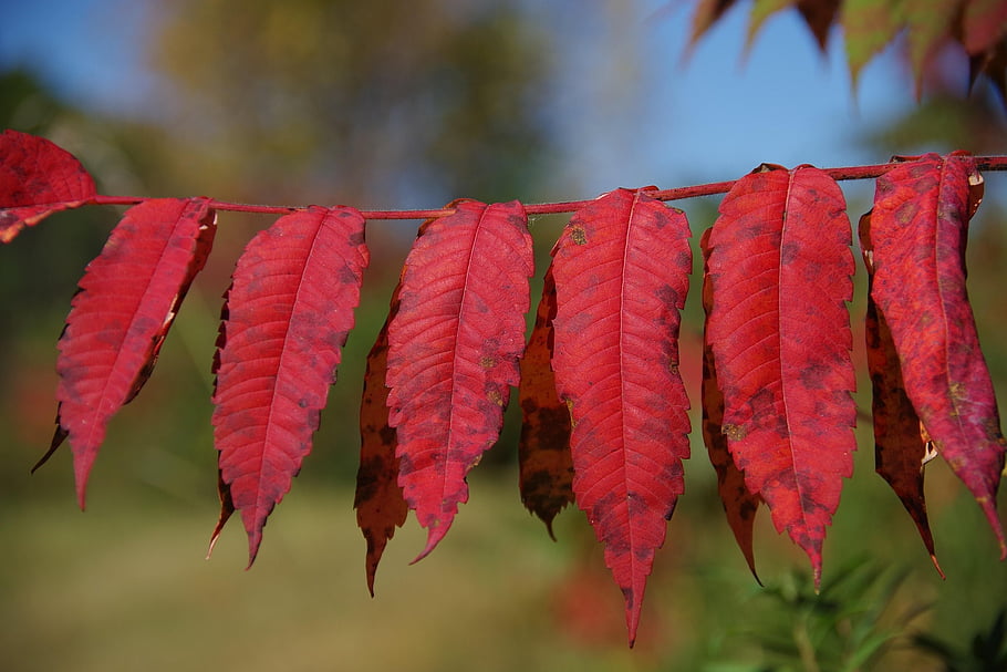 leaves, foliage, fall Color, autumn