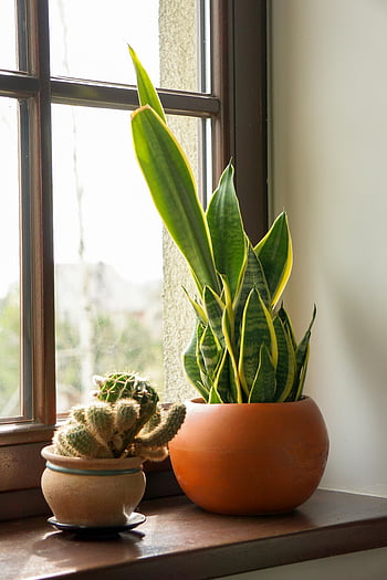 houseplants, windowsill, potted succulents, snake plant, sunlit windowsill, home decor, cactus, terracotta pots, indoor plants, natural light, greenery