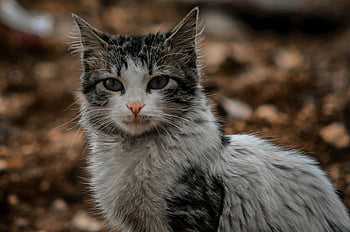 Mělké fokusové fotografie, kočka s krátkým povlakem, Bílá a černá kočka, detailní portrét, domácí kočka, podmanivé oči, Aaqrabâte, Sýrie, fotografování zvířat, pet fotografování, Portrét kočky