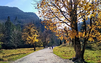 les montagnes, Piste, des arbres, vallée, tatry, vallée de Kościeliska, l'automne, vacances, tour, Pologne, tourisme