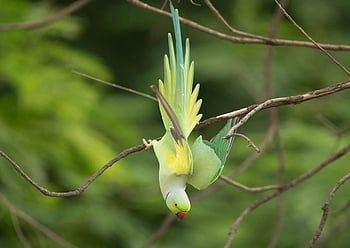 Rose-ring Parakeet, colorful parrot, hanging upside down, vivid plumage, natural habitat, green parrot, branch, wild bird, exotic bird, nature photography, wildlife photography