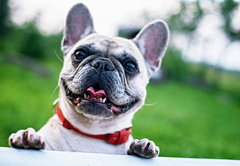 French Bulldog, white dog, short coat, red collar, sunny day, outdoors, happy dog, pet photography, animal portrait, cute dog, green grass