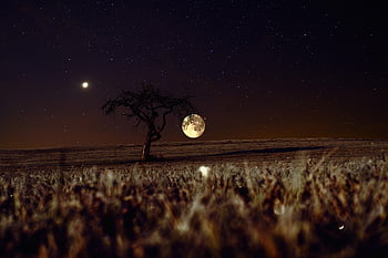 Himmel, Mond, Nacht-, Abend, Nachthimmel, Vollmond, Mondlicht, Venus, Sterne, Feld, Wiese