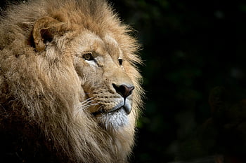 brown lion, close-up photography, lion face, lion mane, wildlife photography, animal portrait, big cat, nature photography, lion close-up, lion head, lion details