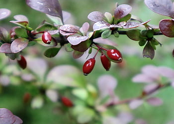 berberis, cabang, barberry, semak duri, botani, taman, alam