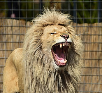 řvoucí lev, Majestátní hříva, Nastavení zoo, detailní záběr, Lev v kleci, zoo zvíře, divoké zvíře, velká kočka, lví řev, Zoo výstava, lví zuby