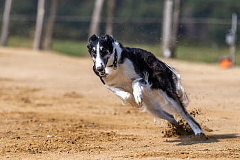 hondenrace, natuur, hondenraces, hondenrennen, runs, lopend, huisdier, hond, rennende hond, racing, Borsoi
