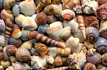 měkkýšů, korýšů, námořní, oceán, moře, letní, Příroda, mušle, textura, Pozadí, zblízka