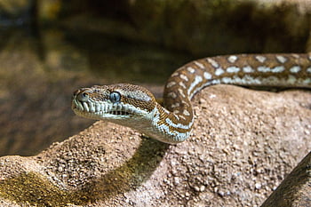 line, reptile, reptilium, terrarium, terrarium Animals, eye, animal, wildlife, creature, exotic, close Up
