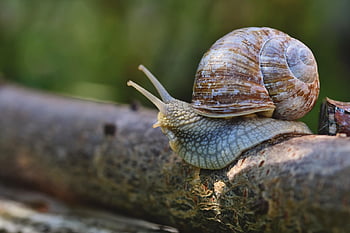 snail, shell, mollusc, animal, the World Of Animals, probe, mucus, casing, to Crawl, slow, nature