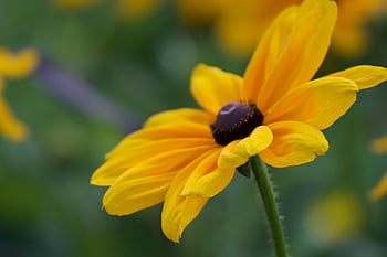 yellow flower close, background, black eyed susan, bloom, blossom, botany, close-up, colorful, flower, fresh, garden