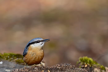 brhlík lesní, pták, zvíře, peří, zobák, Příroda, volně žijících živočichů, ptačí, ornitologie, pozorování ptáků