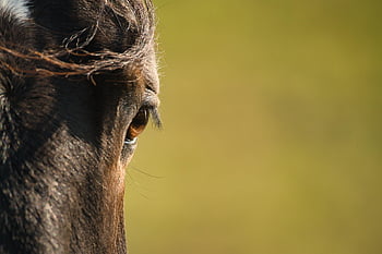 cavallo, animale, mammifero, occhio, natura, fauna