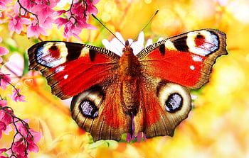 fairy Peacock, butterfly Day, insect, antennae, model, fragility, animals, nature, outside, invertebrates, flower Wallpaper