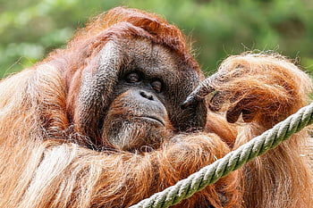 orangutan, mammal, primate, monkey, animal, nature