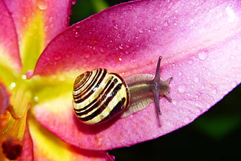 wstężyk Huntsman, molluscum, lily, petal, rain, drops, animals, nature, outside, invertebrates, closeup