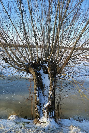 pollard willow, hó, Árok oldala, holland, ármentesített belvizes mélyföld, tájkép, fűzfa, természet