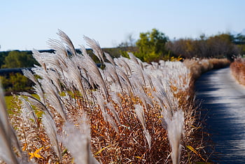 silver Grass, riverside, reed, autumn, wind, landscape, republic Of Korea, rural