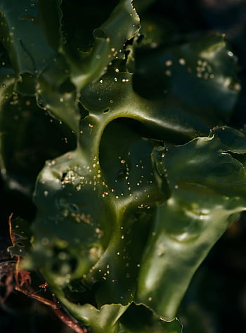 grønn tang, nærbilde fotografering, Detaljert bilde, naturlige teksturer, fersk tang, grønne alger, marine plante, Ocean Flora, akvatisk vegetasjon, tang mønstre, makrofotografering