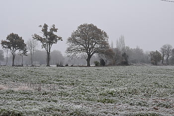 white Jelly, cold Countryside, field, tree, white Gray Sky, ice Cold, wilderness, woods, outdoors