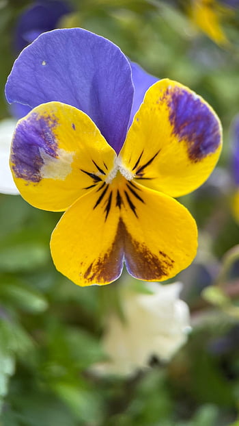 flowers, petals, blossom, bloom, pansy, spring, garden, flora, nature