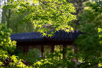 tree, nature, maple, garden, park, leaves