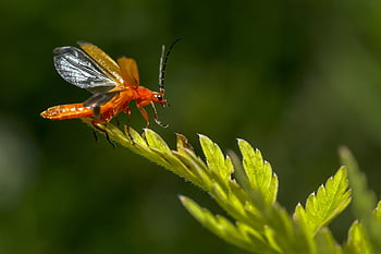 rot, Blatt, Makro, Porträt, Welt, Natur, Käfer, fliegen, grüne Farbe, Gelb, Pflanze