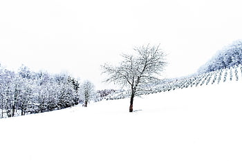 冬、 木、 雪、 風景、 白黒、 高露光、 ハイキー、 雪の風景、 シルエット