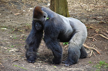 gorilla, animale, scimmia, primate, mammifero, zoo, in via di estinzione, natura, mondo animale, fotografia naturalistica, Nature Head-shot