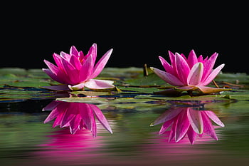 Lotus flowers, pink water lilies, calm pond, dark background, flower pods, water reflection, beautiful flowers, pond plants, natural beauty, floral photography, water lily blooms