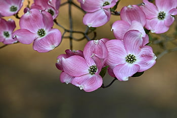 cornus, tree, blossoms, cornus Florida, spring, bloom, nature, branch, garden, pink, flowering Branch