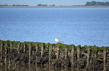 wadden Sea, north Sea, coastal Protection, coast, nature Reserve, landscape, nature, coastal Landscape, rows Of Wooden Pegs, warning, tide