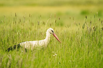 čáp, louka, pták, Příroda, zvíře, účtovat, čáp bílý, peří, fauna, živočišného světa