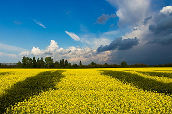 canola field, vibrant canola, dramatic clouds, blue sky, nature's contrast, daytime, sunlight, green field, white clouds, yellow flowers, landscape photography