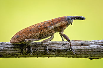 weevil, beetle, insect, nature, pest, wildlife, fauna