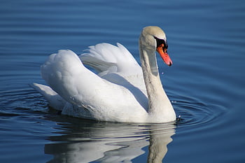 swan, lake, nature, water, flight-capable Bird, ornithology, wildlife, animal, plumage, bird Watching, mute Swan