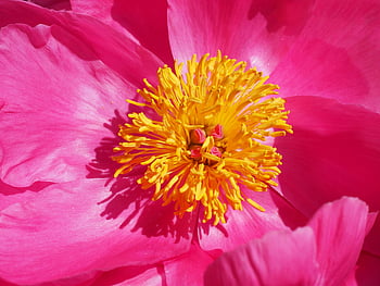 rosa pion, gul stamen, levende blomst, nærbilde, rosa og gul, blomsterdetaljer, peonblomst, levende detaljer, naturfotografering, blomsterfotografering, makrofotografering