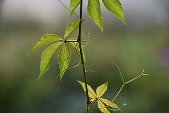 leaves, foliage, branch, plant, liana, nature