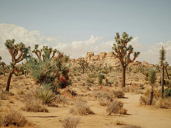 Joshua bomen, woestijnlandschap, Joshua Tree National Park, opvallende rotsformaties, unieke woestijn, Adembenemend uitzicht, natuurlijke schoonheid, droge omgeving, woestijnplanten, woestijn wildernis