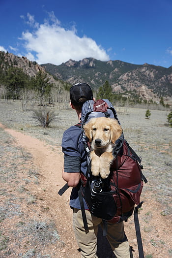 man, blue and maroon camping bag, adventure hike, puppy in backpack, scenic mountain trail, hiking, outdoor activities, pet travel, mountain scenery, nature walk, backpacking