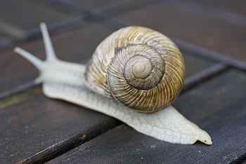 hlemýžď, měkkýš, helix pomatia, plži, Příroda, shell, zvíře, Dům