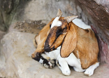 goat, animal, wild Animal, livestock