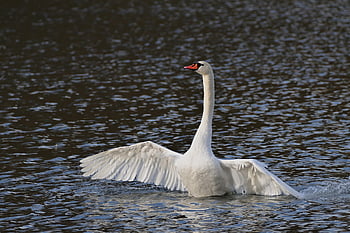 mână lebădă, lebădă, pasăre, păsările de apă, păsări de apă, păsări acvatice, aripă, animal, penaj, lac, natură