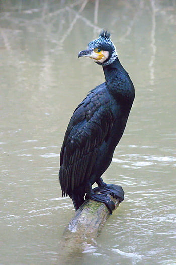 cormorant, water Bird, lake, nature, plumage, feathers, bird, perched Bird, ave, avian, ornithology