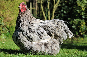 chicken, hen, poultry, animal, farm Animal, outdoors, free Range, agriculture, nature, bird, comb