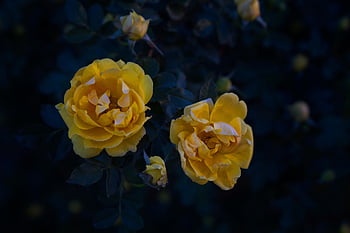roses, flowers, yellow Roses, yellow Flowers, petals, yellow Petals, bloom, blossom, flora, nature